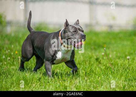 Female blue brindle American Staffordshire Terrier dog or AmStaff in move on nature Stock Photo