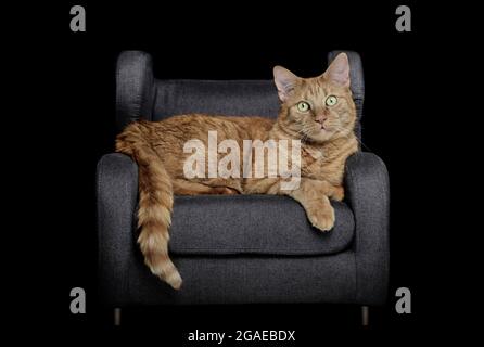 Cute ginger cat sitting on armchair and looking at camera. Isolated on black background Stock Photo