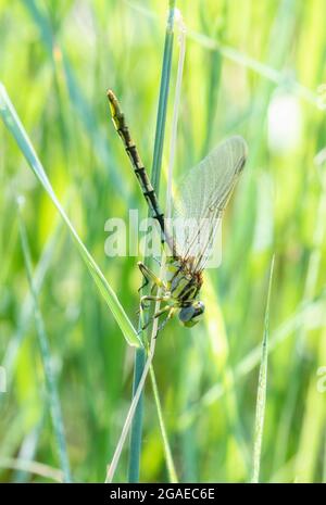 A Sulphur-tipped Clubtail (Phanogomphus militarus) Dragonfly Perched on Dried Vegetation