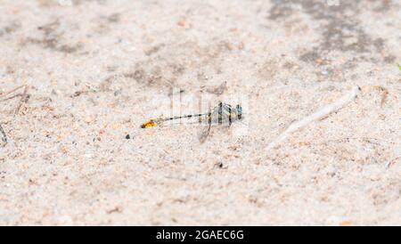 A Sulphur-tipped Clubtail (Phanogomphus militarus) Dragonfly Perched on the Ground