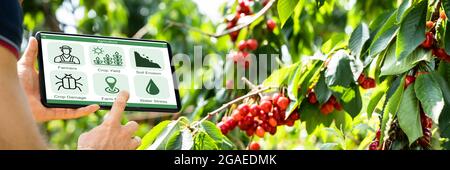 Smart Farming Digital Technology Agriculture App At Farm Stock Photo