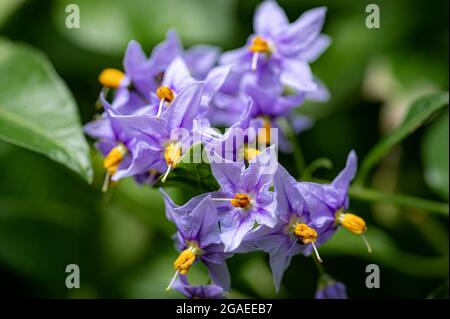 Solanum crispum glasnevin, Chilean potato tree Stock Photo