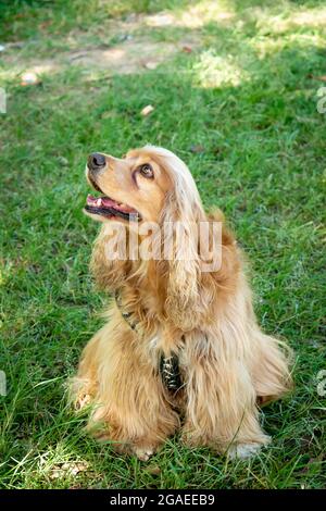Cocker Mongrel Dog is Happy in the Public Garden, in Medellin, Colombia Stock Photo