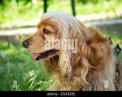 Cocker Mongrel Dog is Happy in the Public Garden, in Medellin, Colombia Stock Photo