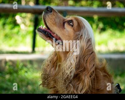 Cocker Mongrel Dog is Happy in the Public Garden, in Medellin, Colombia Stock Photo