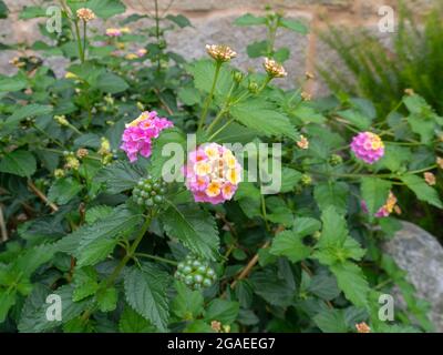 Lantana camara bright yellow pink flowering plants of Verbenaceae family Stock Photo