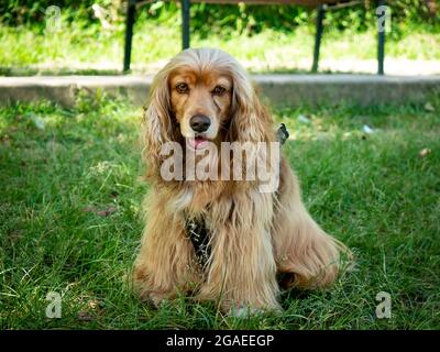 Cocker Mongrel Dog is Happy in the Public Garden, in Medellin, Colombia Stock Photo