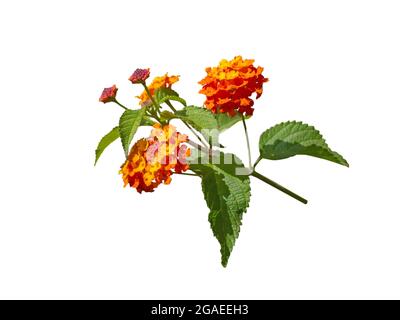 Lantana bright yellow orange tropical flowers branch isolated on white Stock Photo