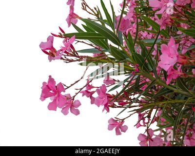 Pale pink oleander or nerium branches with flowers and leaves isolated on white Stock Photo