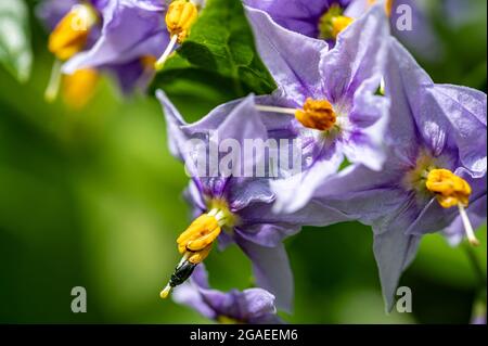 Solanum crispum glasnevin, Chilean potato tree Stock Photo