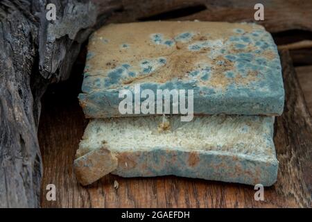 Mold growing rapidly on Moldy bread slices in green and white spores on wooden cutting board. Rotten and inedible food. Selective Focus. Stock Photo