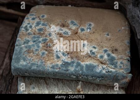 Close-up of Mold growing rapidly on Moldy bread slices in green and white spores on wooden cutting board. Rotten and inedible food. Selective Focus. Stock Photo