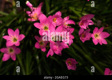 The Indian lily moth (Polytela gloriosae) caterpillar is a moth of the family Noctuidae. Lily caterpillars are eating Pink rain lily. Stock Photo