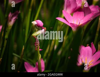 The Indian lily moth (Polytela gloriosae) caterpillar is a moth of the family Noctuidae. Lily caterpillars are eating Pink rain lily. Stock Photo