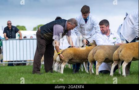 Showing Beltex sheep at the Great Yorkshire Show, 2021. Stock Photo