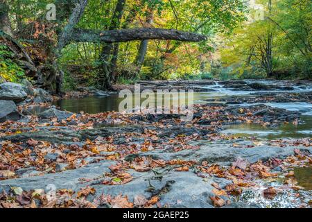 Standing in the middle of the creek looking down through the colorful autumn foliage while water flows over rocks and around fallen leaves on the boul Stock Photo