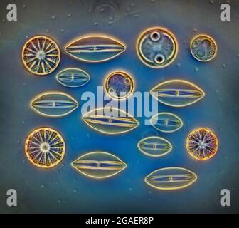 Diatoms. mixed species selection, Ibo, East Africa Stock Photo