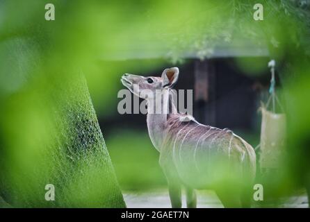 Closeup shot of a beautiful deer with a blurred green foreground Stock Photo
