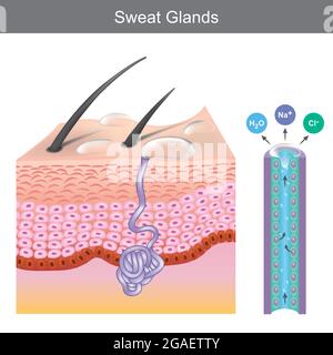 Sweat Glands. Illustration showing human sweat gland structure under skin layers. Stock Vector