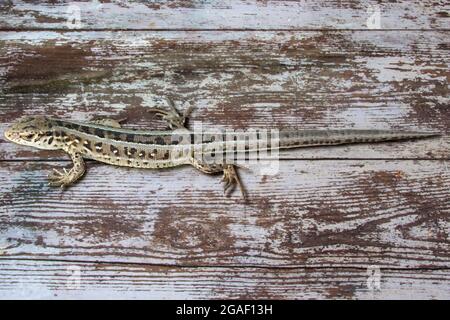 Little lizard on the wooden floor Stock Photo