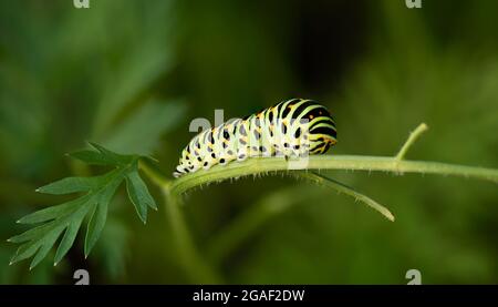 green butterfly worm on plant with blur background and clear light, natural metamorphosis concept, natural pattern and vivid color Stock Photo