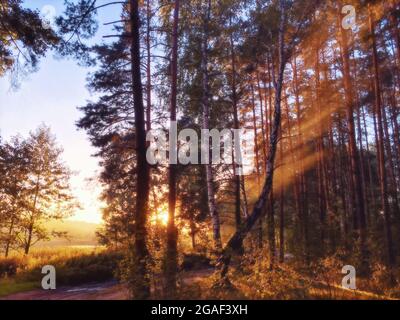 Forest path and sun rays streaming through trees Stock Photo