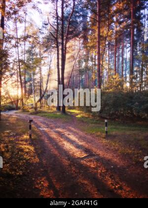 Forest path and sun rays streaming through trees Stock Photo