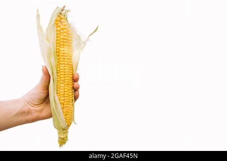 Hand holding ear of corn isolated on a white background. Copy space Stock Photo