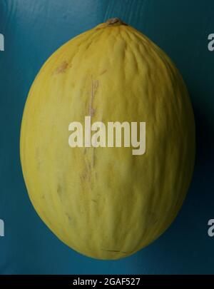 Étude du melon jaune. France. Stock Photo