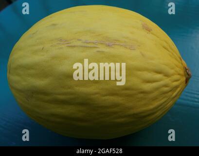 Étude du melon jaune. France. Stock Photo