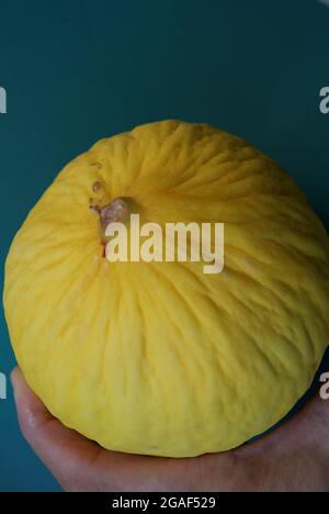 Étude du melon jaune. France. Stock Photo