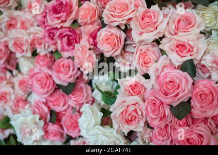 Rose flower pattern background selective focus Stock Photo