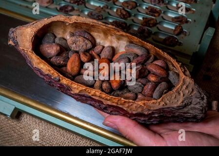 Dry roasted organic cocoa beans in the half of mature dry cocoa fruit for the best gourmet chocolate. High quality photo Stock Photo