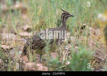 Elegant crested tinamou, Eudromia elegans, Pampas grassland environment, La Pampa province, Patagonia, Argentina. Stock Photo