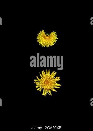Two dandelion flowers (Taraxacum officianalis) of different sizes and shapes, showing the diversity of form within the same species. Stock Photo