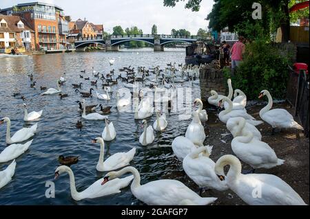 Windsor, Berkshire, UK. 26th July, 2021. Swans galore on the River Thames in Windsor. Credit: Maureen McLean/Alamy Stock Photo