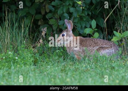 Eastern cottontail (Sylvilagus floridanus) in summer Stock Photo