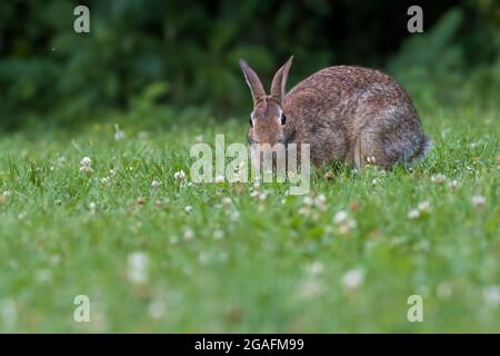 Eastern cottontail (Sylvilagus floridanus) in summer Stock Photo