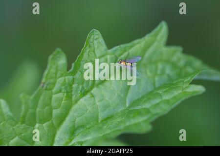 long-legged flie, Condylostylus genus detail Stock Photo