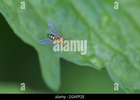 long-legged flie, Condylostylus genus detail Stock Photo