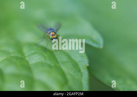 long-legged flie, Condylostylus genus detail Stock Photo