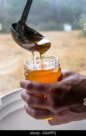 Honey poured into a jar in a small beekeeping farm in Mendocino, California. Stock Photo
