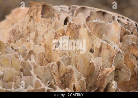 a close-up of the inside of an african elephant skull showing honeycomb bone structure of the air cavities, Kenya Stock Photo