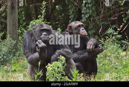 a pair of chimpanzees sitting and looking thoughtful in the wild Ol Pejeta Conservancy, Kenya Stock Photo