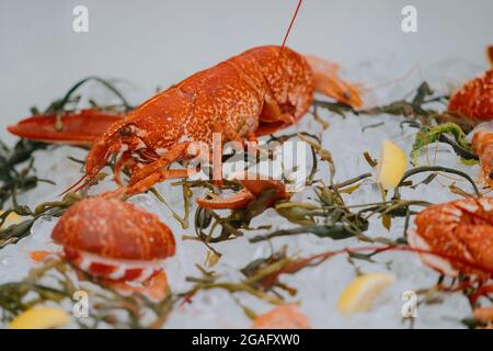 Lobster on ice in a restaurant Stock Photo