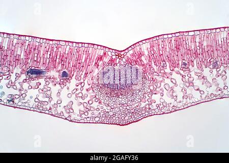 Cross section of a leaf, light micrograph Stock Photo