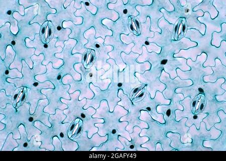 Leaf epidermis, light micrograph Stock Photo