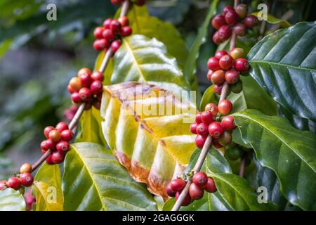 Arabicas coffee beans ripening on tree in North of thailand Stock Photo