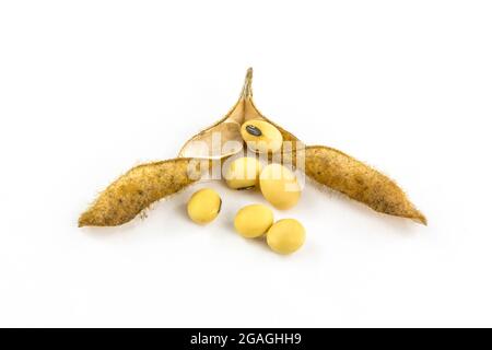 Opened dried soybean with seeds isolated on a white background. Studio shot Stock Photo