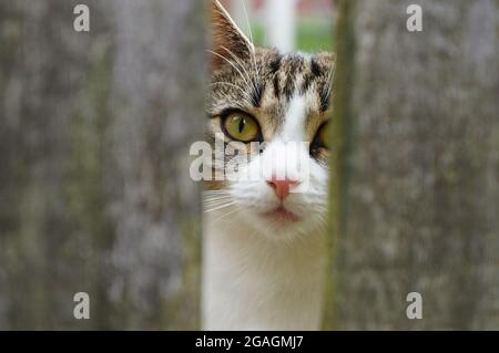 A beautiful young tabby cat with green eyes looking through a gap in a  wooden garden fence Stock Photo